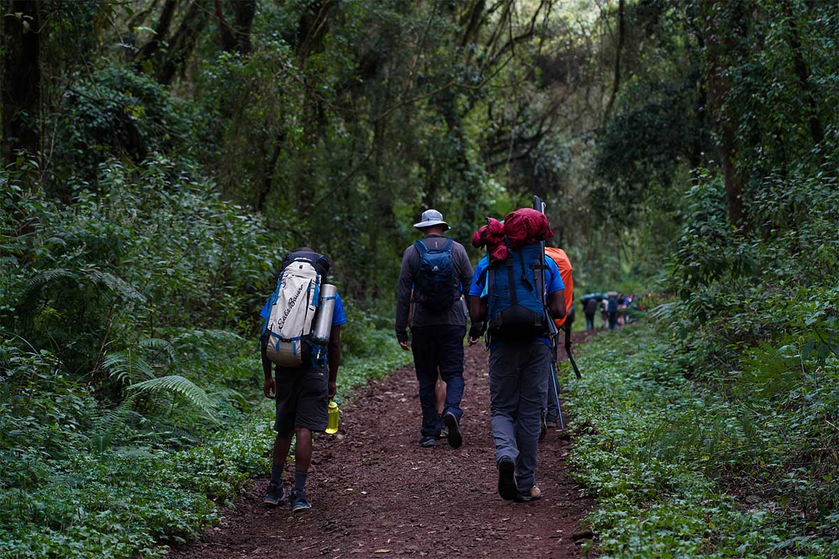 Rainforest of Kilimanjaro